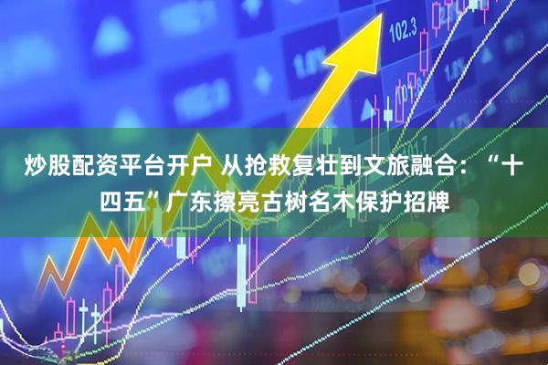 炒股配资平台开户 从抢救复壮到文旅融合：“十四五”广东擦亮古树名木保护招牌